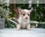 Small Photo #9 Pembroke Welsh Corgi Puppy For Sale in NEW CONCORD, OH, USA
