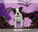 Lumi - Female Boston Terrier Puppy for Sale - Photo #6
