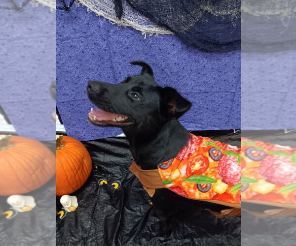 Medium Photo #3 Labrador Retriever-Spaniel Mix Puppy For Sale in Bryant, AR, USA