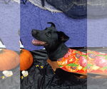 Small #2 Labrador Retriever-Spaniel Mix