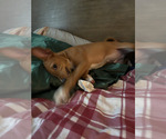 Small #2 Basenji