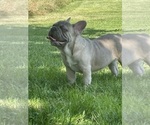 Small Photo #5 French Bulldog Puppy For Sale in FOLSOM, CA, USA