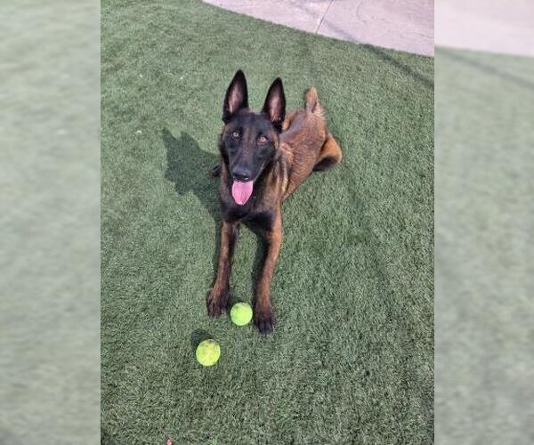 Medium Photo #1 Mutt Puppy For Sale in Corona, CA, USA