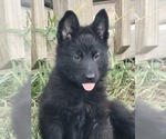 Small Photo #1 German Shepherd Dog Puppy For Sale in BURLESON, TX, USA