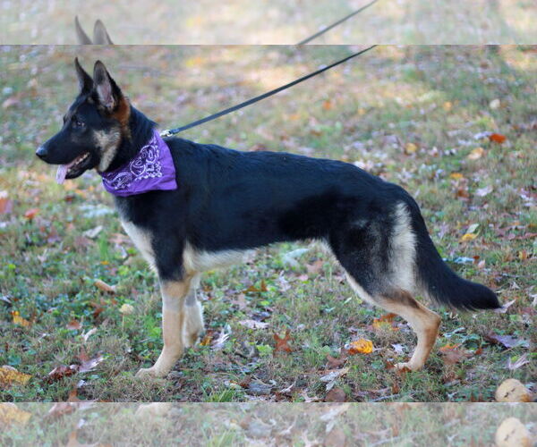 Medium Photo #4 German Shepherd Dog Puppy For Sale in Cookeville, TN, USA