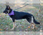 Small #3 German Shepherd Dog