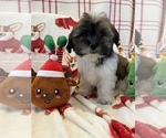 Small Photo #7 Zuchon Puppy For Sale in SYLMAR, CA, USA