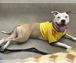 Small #3 American Pit Bull Terrier Mix