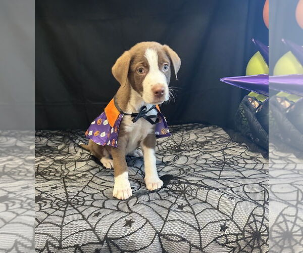 Medium Photo #4 Australian Shepherd-Unknown Mix Puppy For Sale in Boston, MA, USA