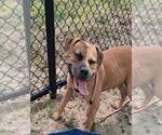 WALNUT - Male Staffordshire Bull Terrier Dog for Adoption - Small photo