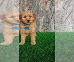 Small #4 Goldendoodle (Miniature)