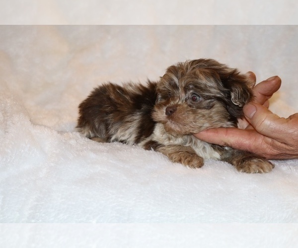 Medium Photo #3 ShihPoo Puppy For Sale in DYERSBURG, TN, USA