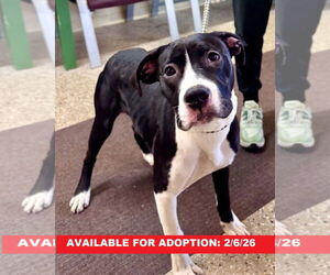 Mutt Dogs for adoption in Williamsburg, IA, USA