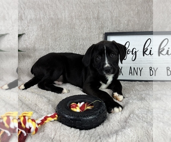 Medium Photo #2 Boxer Puppy For Sale in FRANKLIN, IN, USA