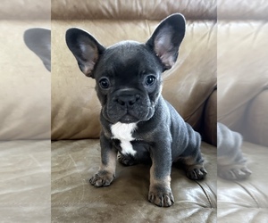 French Bulldog Dog for Adoption in EAST AMHERST, New York USA