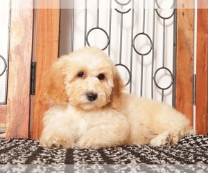 Bichpoo Puppy for sale in NAPLES, FL, USA