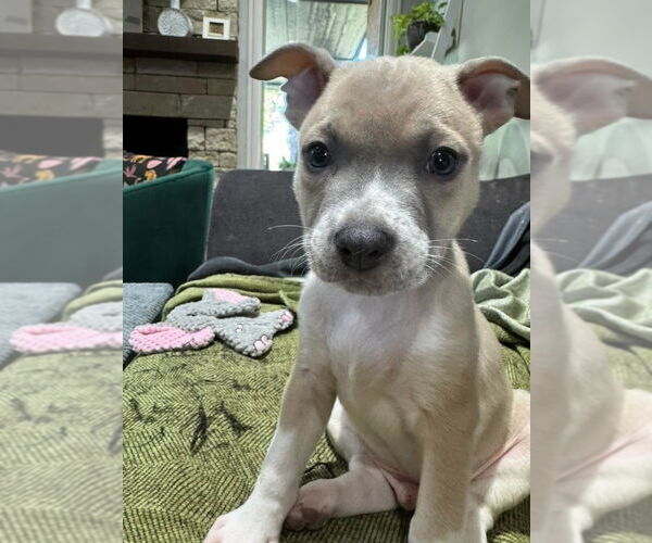 Medium Photo #10 Bullboxer Pit Puppy For Sale in OKLAHOMA CITY, OK, USA