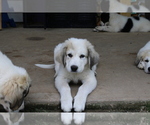 Small Photo #8 Great Pyrenees Puppy For Sale in WILLS POINT, TX, USA