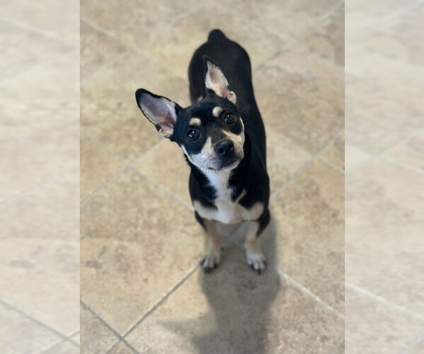 Medium Photo #2 Chihuahua Puppy For Sale in Oak Bluffs, MA, USA