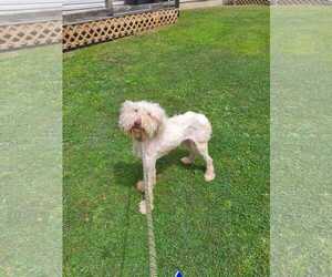 Poodle (Standard)-Unknown Mix Dogs for adoption in Mt. Gilead, OH, USA