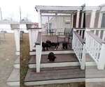 Small #3 American Bully