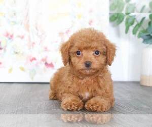 Goldendoodle Puppy for sale in BEL AIR, MD, USA
