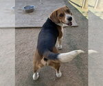 Small #1 Beagle