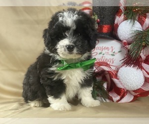 Poocan Puppy for sale in LANCASTER, PA, USA