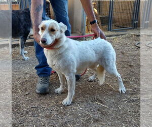 Siberian Husky-Unknown Mix Dogs for adoption in Golden Valley, AZ, USA