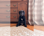 Puppy Waylon Gollie