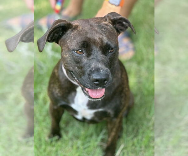 Medium Photo #10 Boxer-Unknown Mix Puppy For Sale in Euless, TX, USA