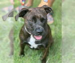 Small #9 Boxer Mix