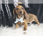 Puppy Tigger ACA Dachshund