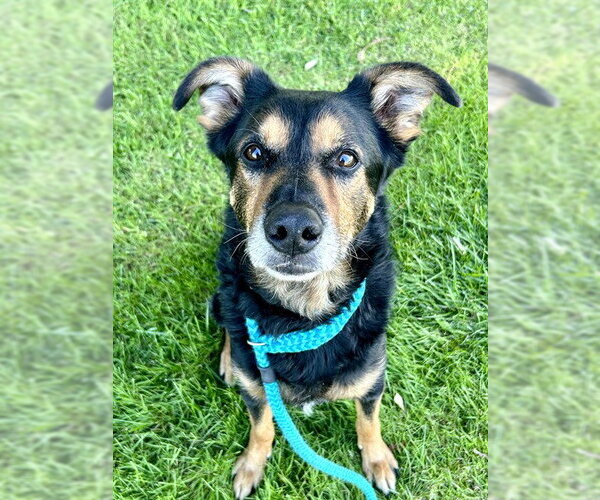 Medium Photo #1 German Shepherd Dog-Unknown Mix Puppy For Sale in Sacramento, CA, USA