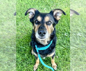 German Shepherd Dog-Unknown Mix Dogs for adoption in Sacramento, CA, USA