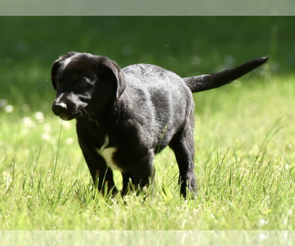 Medium Photo #5 Shepradors Puppy For Sale in Mechanicsburg, PA, USA