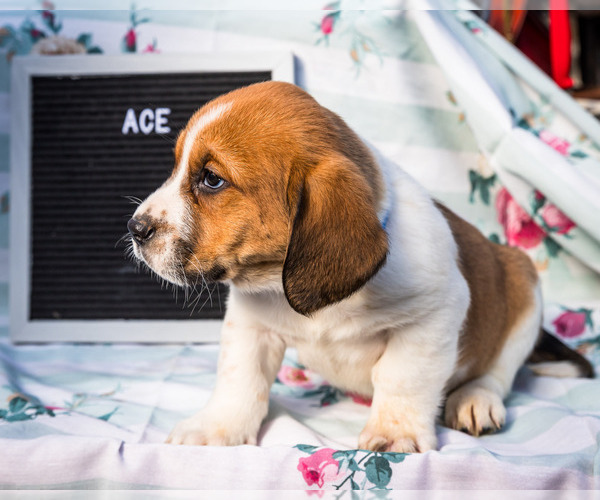 Medium Photo #8 Australian Cattle Dog-Basset Hound Mix Puppy For Sale in WAKARUSA, IN, USA