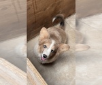 Small #1 American Corgi