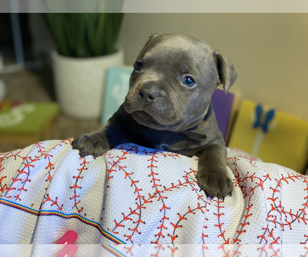 Medium Photo #4 American Bully Puppy For Sale in OVERLAND, KS, USA