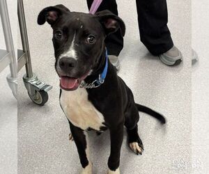 Labrador Retriever-Unknown Mix Dogs for adoption in Washington, DC, USA