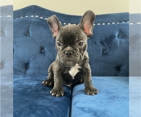 Medium Photo #10 French Bulldog Puppy For Sale in CORONA DEL MAR, CA, USA