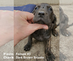 Small Photo #7 Plott Hound Puppy For Sale in MIDVALE, UT, USA