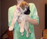 Puppy Pink Bullmastiff