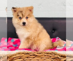 Pomeranian-Pomsky Mix Puppy for sale in CINCINNATI, OH, USA