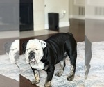 Small #1 English Bulldog