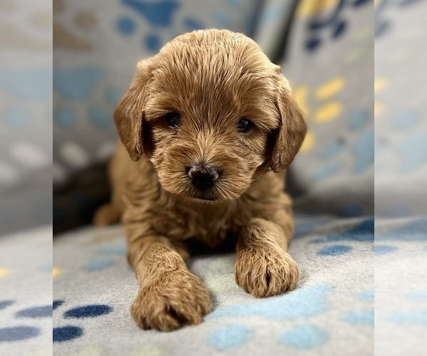 Medium Photo #2 Shih-Poo Puppy For Sale in DUNDEE, OH, USA