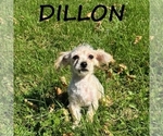 Dillon - Male YorkiePoo Puppy for Sale - Photo #2