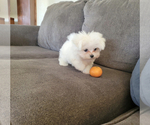 Small Photo #4 Maltese Puppy For Sale in SANTA CLARITA, CA, USA