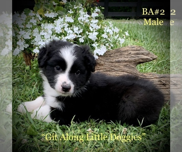 Medium Photo #2 Australian Shepherd Puppy For Sale in BLACKSBURG, VA, USA