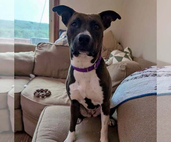 Medium Photo #1 American Staffordshire Terrier-Unknown Mix Puppy For Sale in New Oxford , PA, USA
